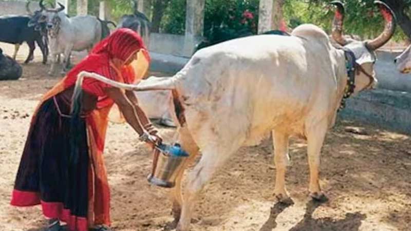 ভারতে সরকারিভাবে শুরু হলো গোমূত্র কেনা, লিটার ১০ রুপি