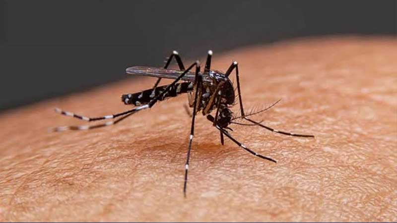 ৬৪ জেলায় ডেঙ্গু, এক সপ্তাহে বান্দরবানসহ ছয় জেলায় বেড়েছে সংক্রমণ