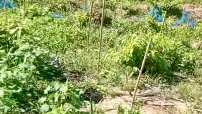 মাটিরাঙ্গায় রাতের আঁধারে বাগানের ৪০০ চারা কেটে সাবাড়, ক্ষতি ৫ লাখ টাকা