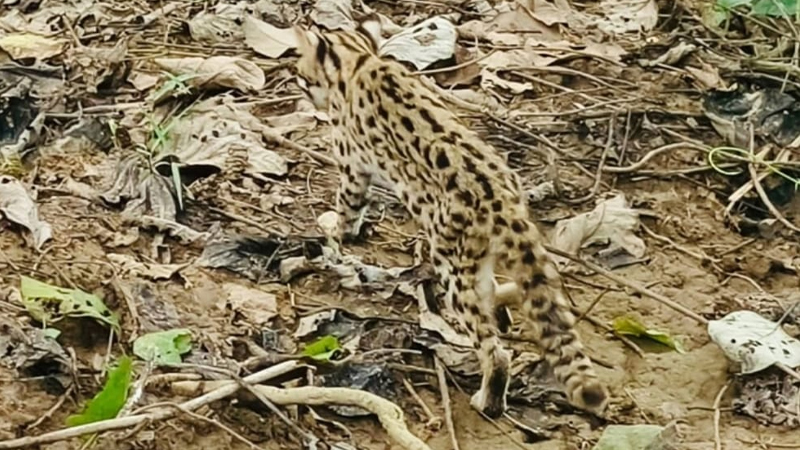 খাগড়াছড়িতে বিরল চিতা বিড়াল উদ্ধার, বনে অবমুক্ত