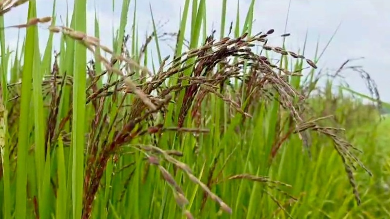 পাহাড়ের কৃষিতে নতুন সম্ভাবনা, কালো ধানে বাড়তি আয়ের স্বপ্ন
