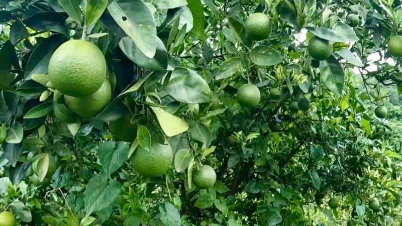 পাহাড়ের মাল্টায় বদলেছে কৃষকের ভাগ্য, সম্ভাবনার পথে সংরক্ষণ সংকট