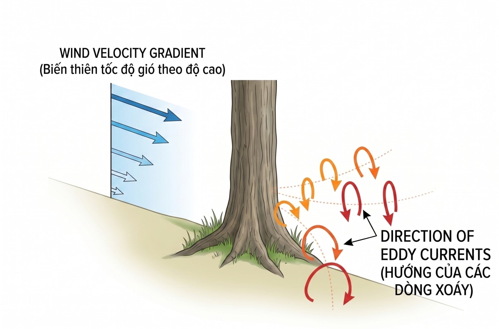 Turbulence Downwind From a Tree