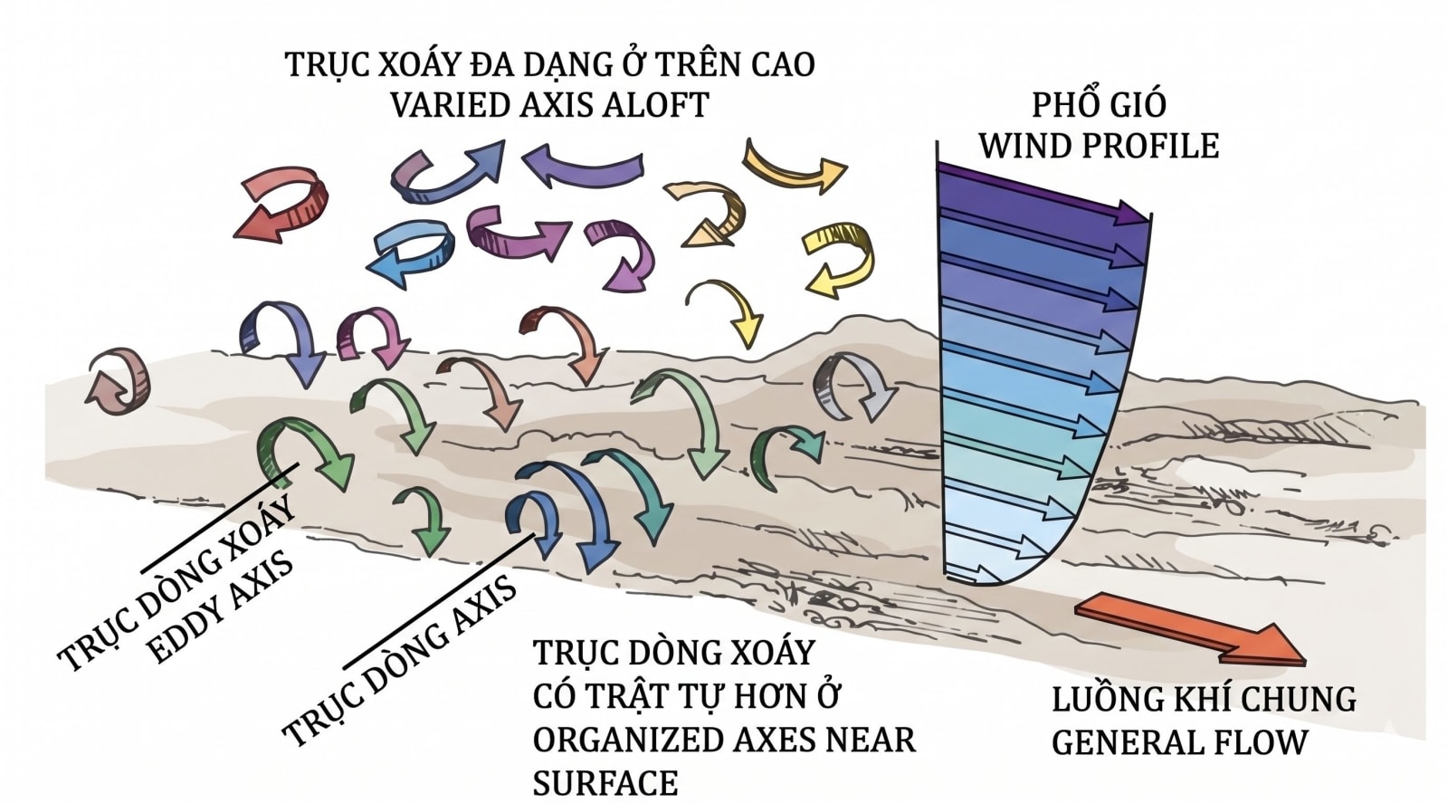 Turbulence Orientation Near the Ground