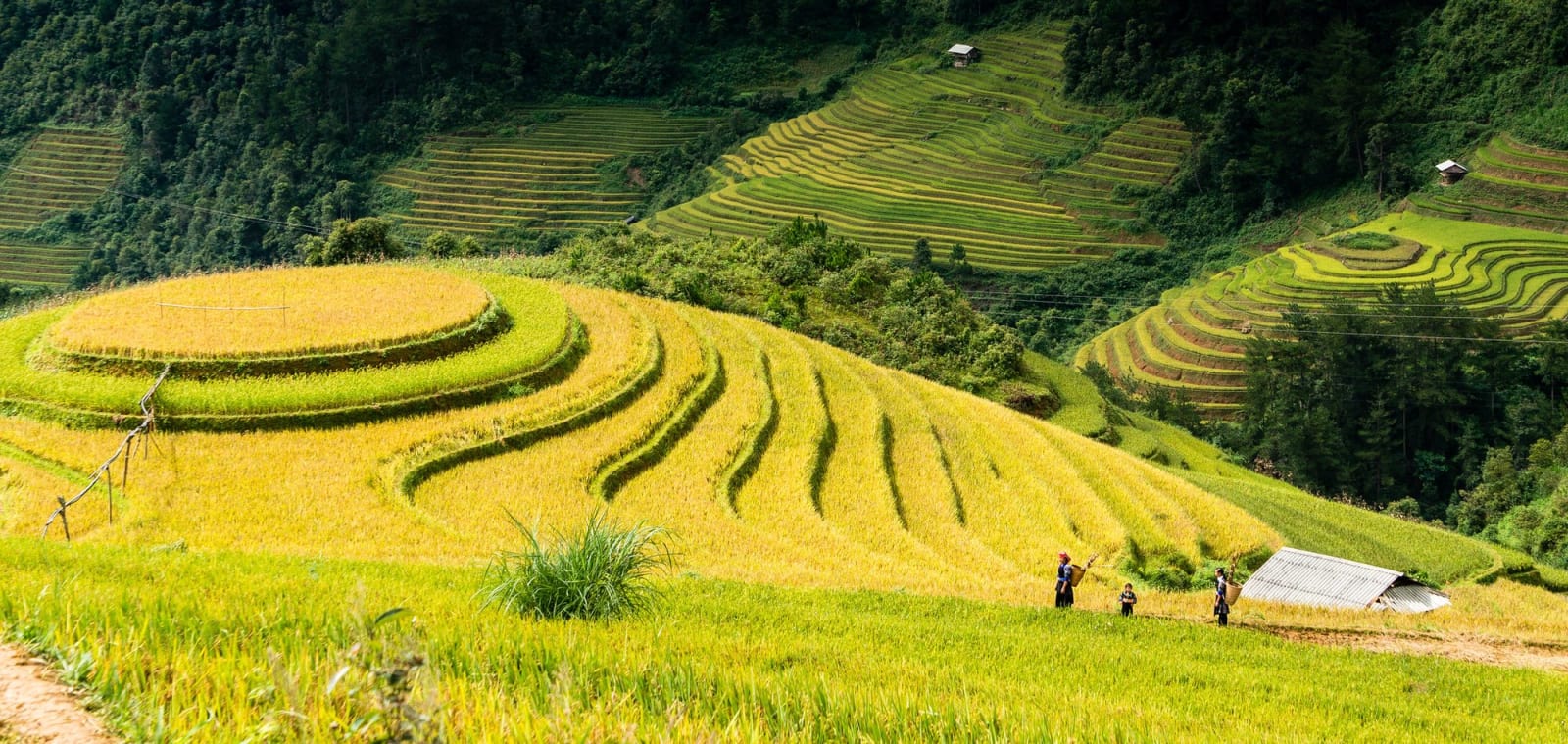 Big Mâm Xôi hill in La Pán Tẩn in the golden ripe-rice season