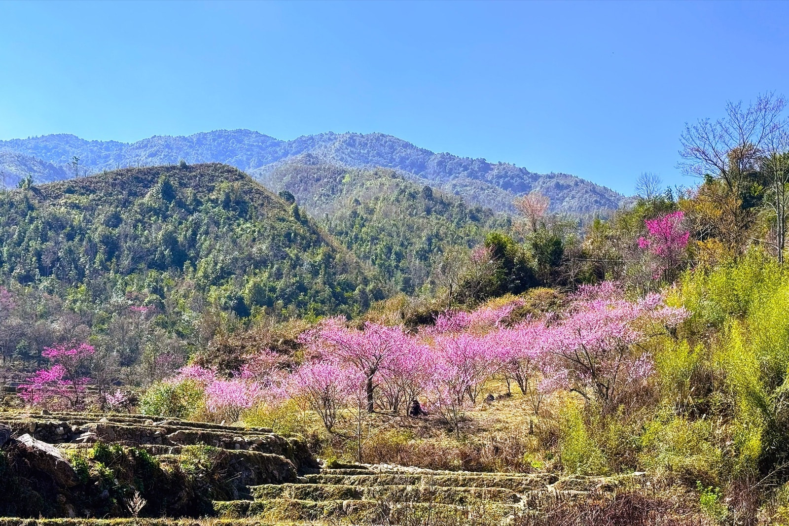 Wild peach trees in pink bloom on terraced hillsides in Lùng Cúng hamlet