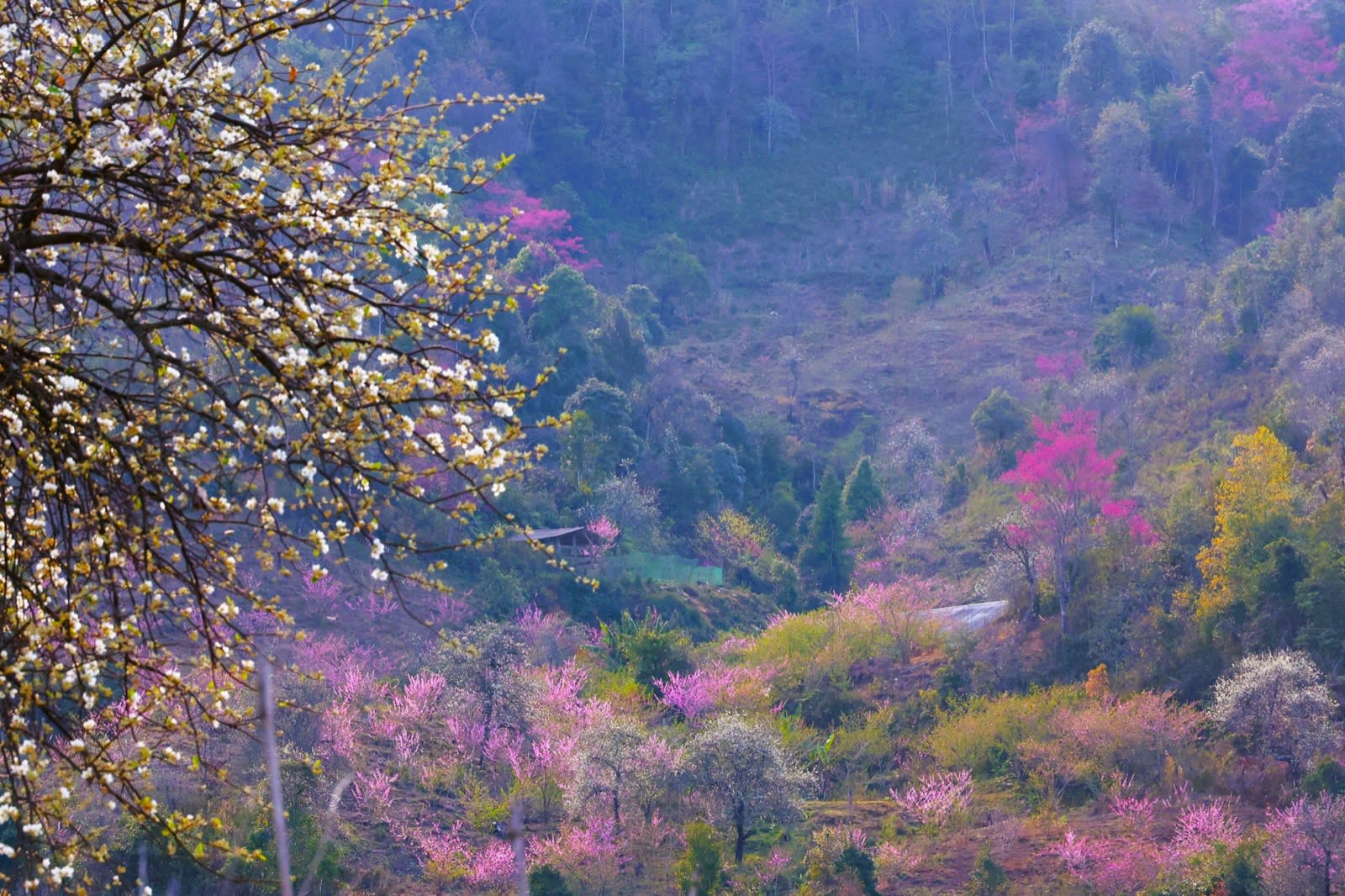Pink peach and white plum blossom across the Lùng Cúng valley