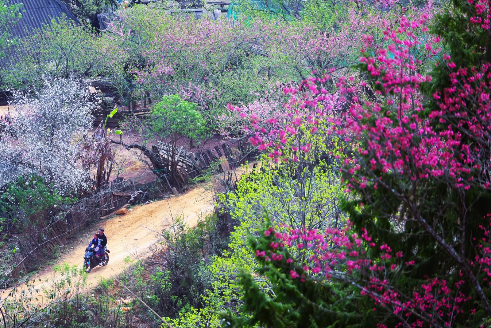 A motorbike on a dirt road between pink-flowering peach trees in Lùng Cúng