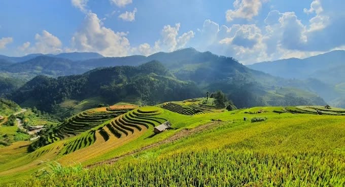 Ripe rice terraces on little Mâm Xôi hill, La Pán Tẩn