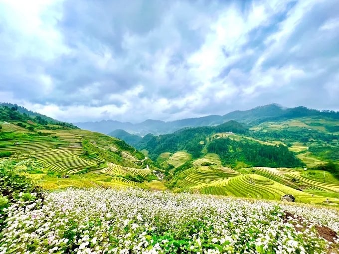 White flowers covering the hillside in front of rice terraces on little Mâm Xôi hill