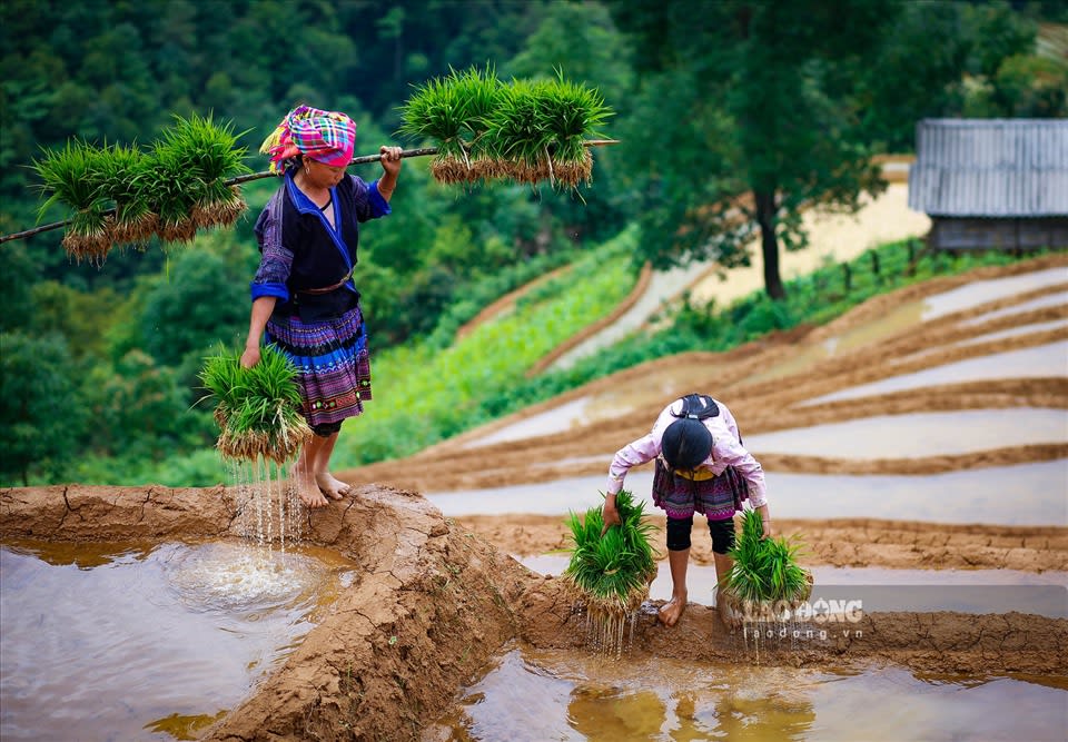 Hmong women carrying rice seedlings along a terrace dike in the water-pouring season