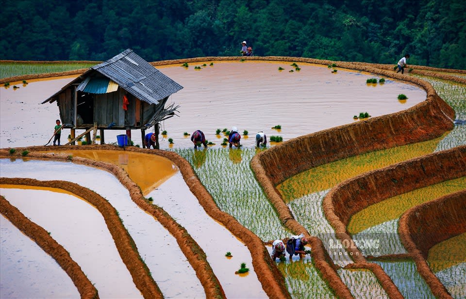 Villagers transplanting rice around a watch hut on the terraces in the water-pouring season