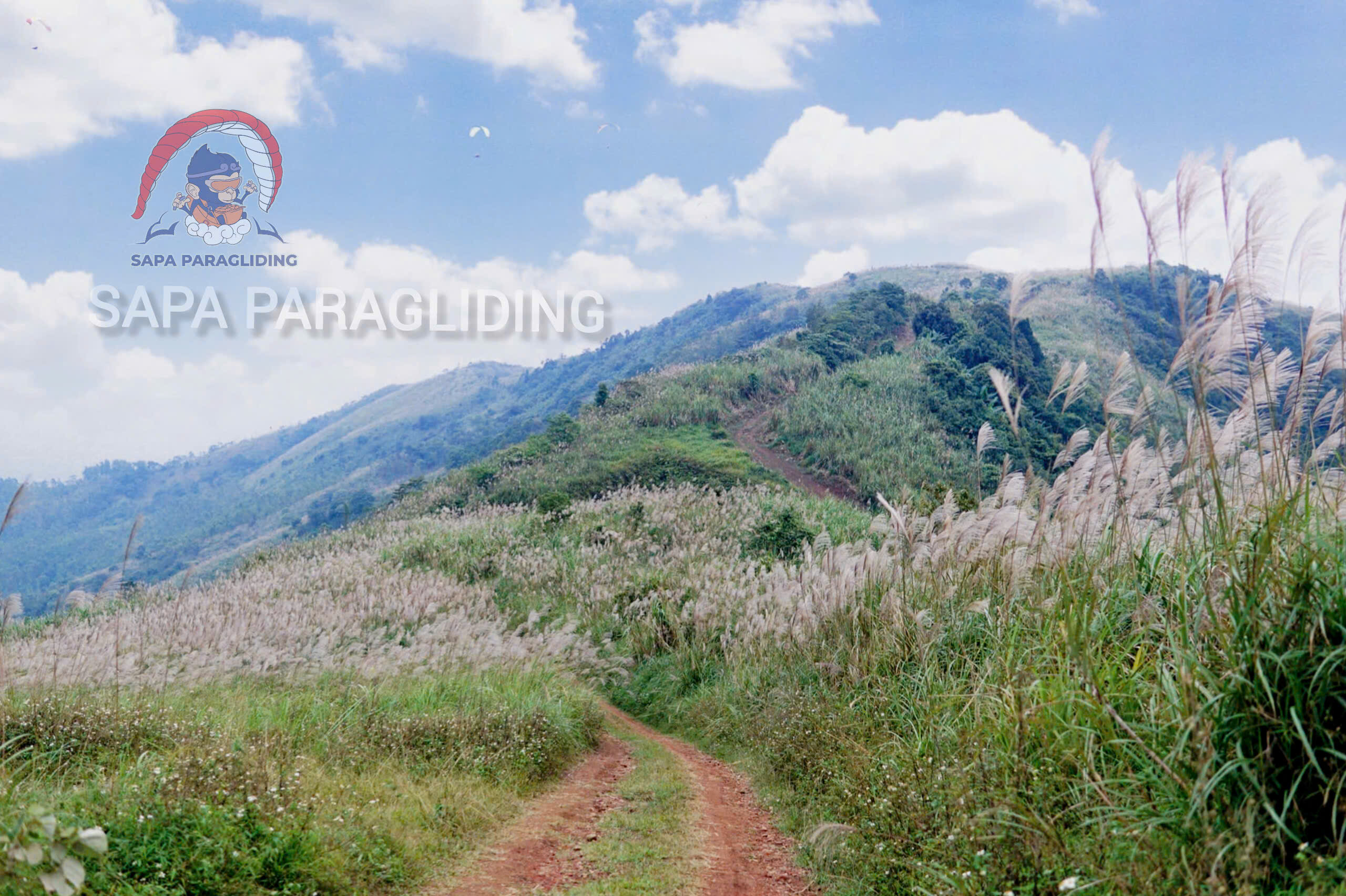 Silver grass in bloom at the Doi Bu flying site in Hanoi