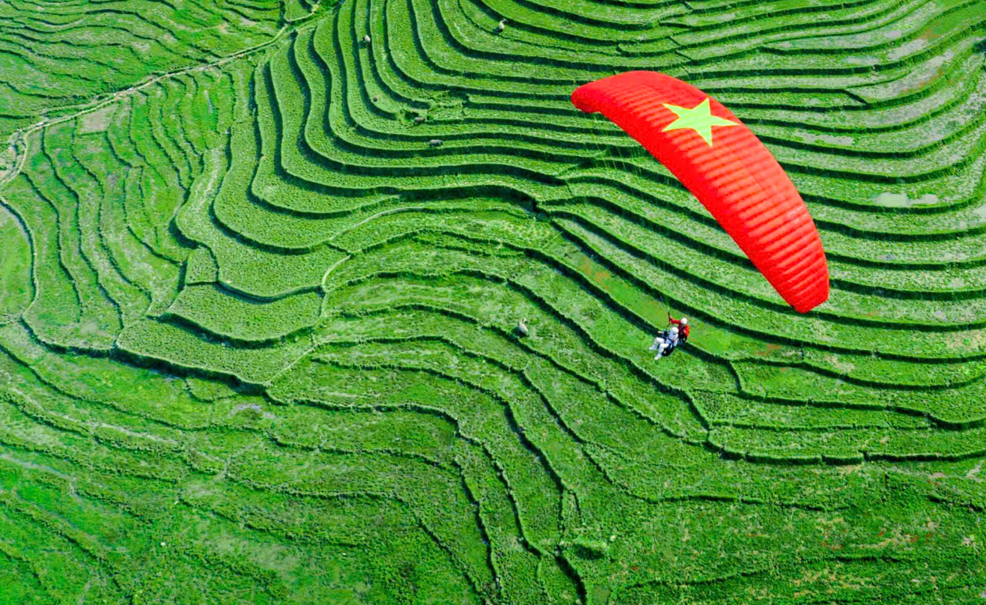 Sapa terraced fields in the green rice season seen from the air