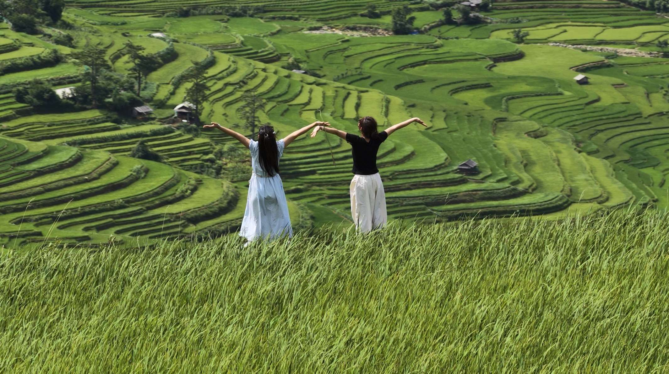 Ngỡ ngàng với khung cảnh mùa lúa xanh