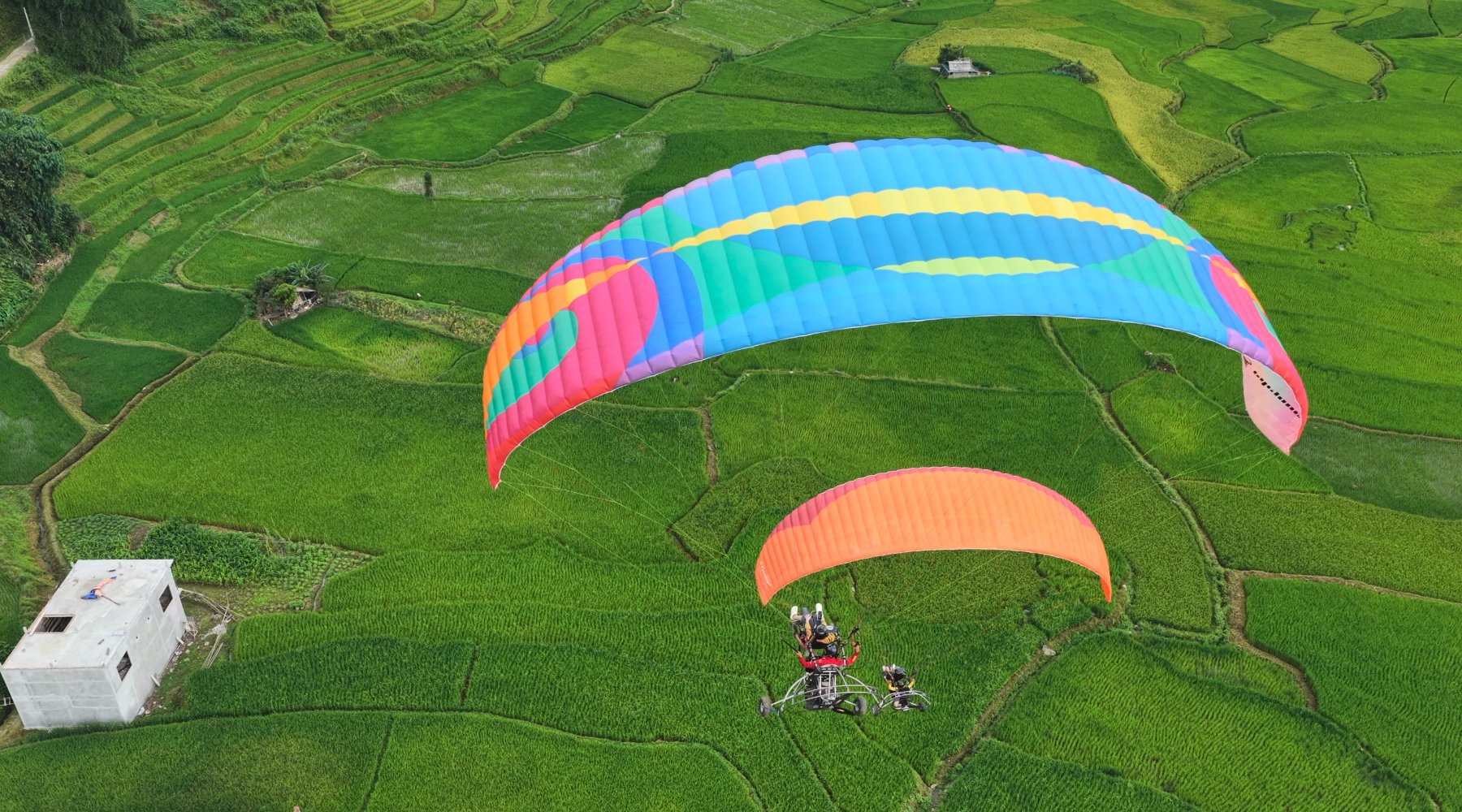 Dù lượn gắn động cơ lướt thấp trên thảm lúa — chỉ loại có động cơ mới xuống thấp rồi leo lên lại được