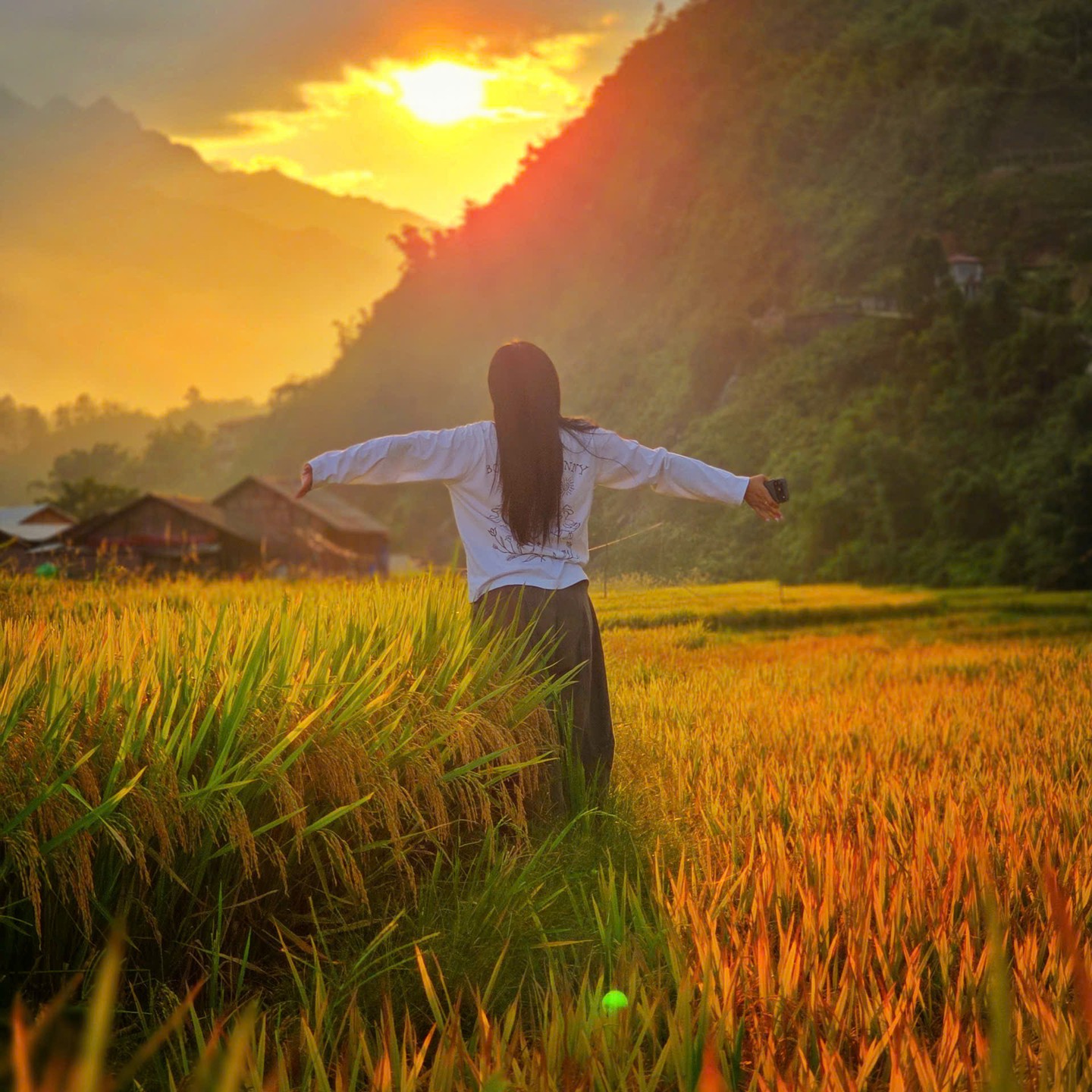 Sunset over ripe rice fields at Lao Chai village, Sa Pa