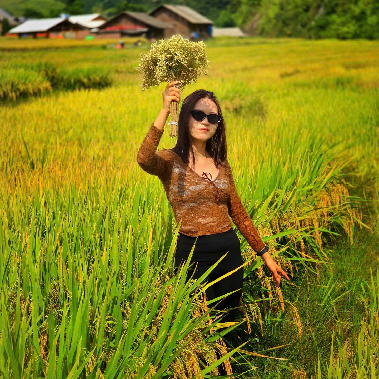 Ripe rice shoulder-high in Muong Hoa Valley