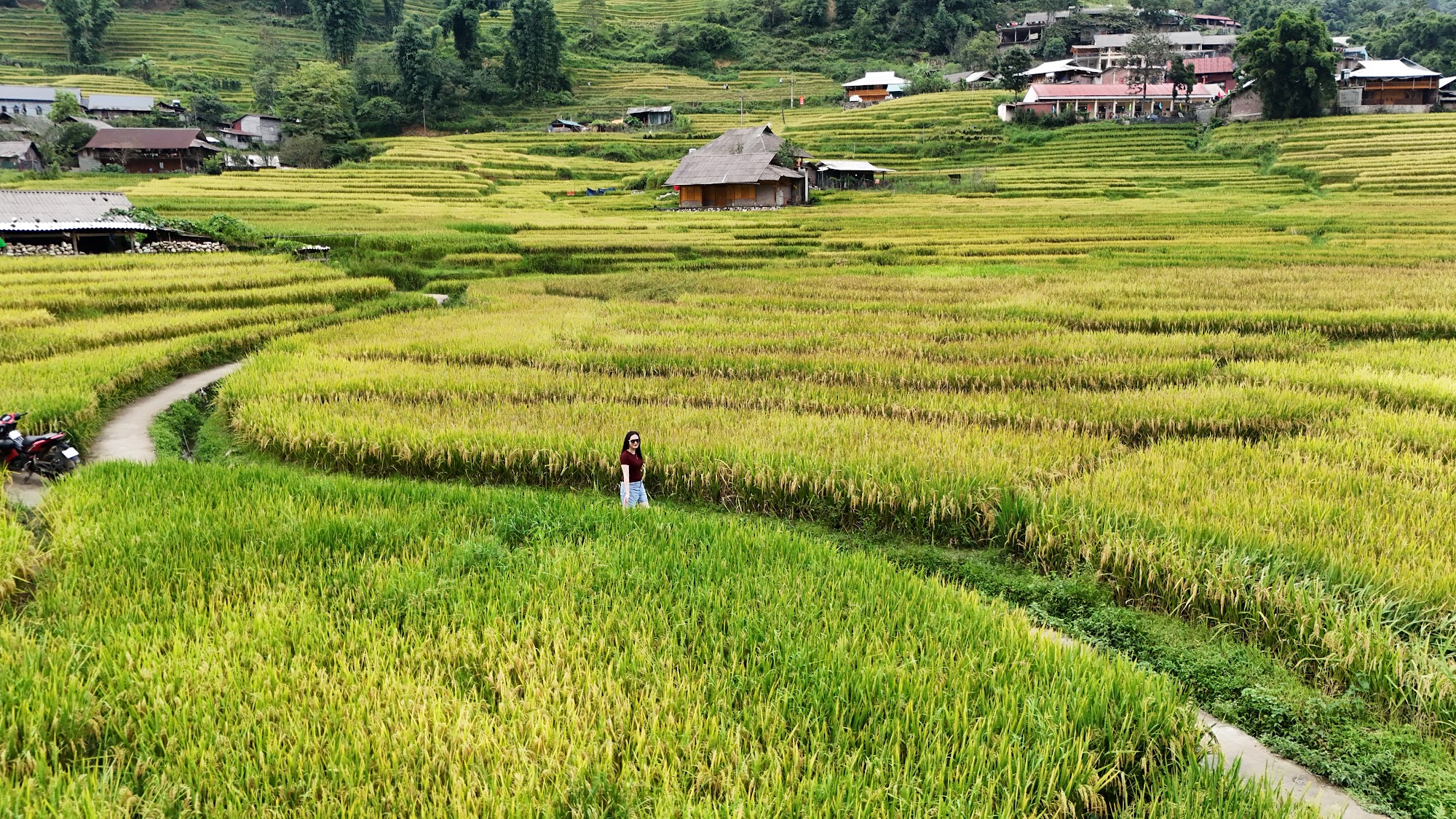 Footpath through ripening rice terraces in Sapa with a village behind