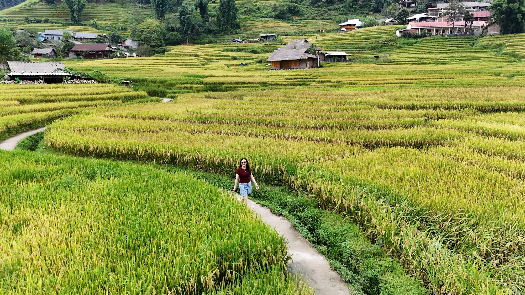 Sapa rice terraces in the ripening season seen from above