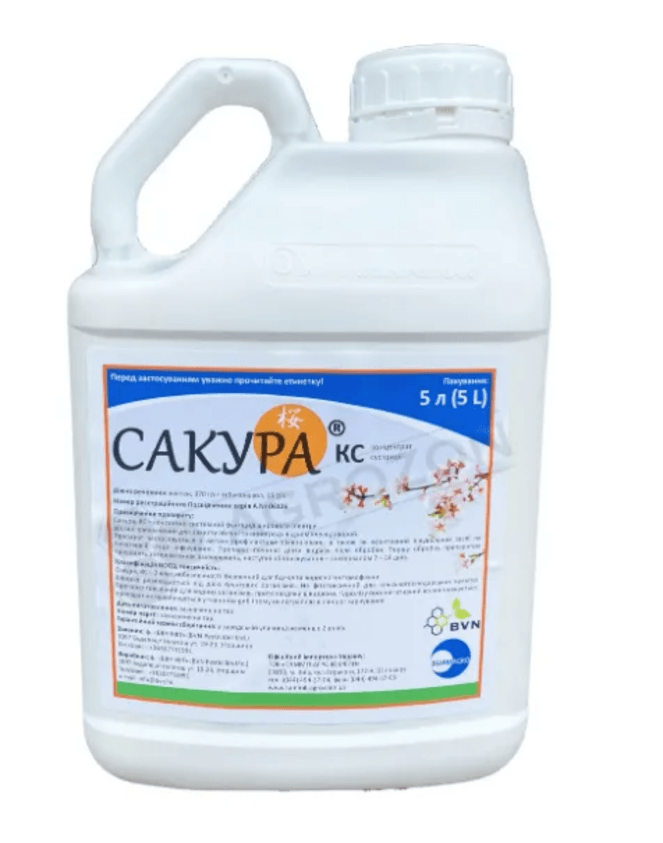 Сакура, КС