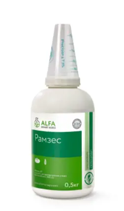 Рамзес, ВГ
