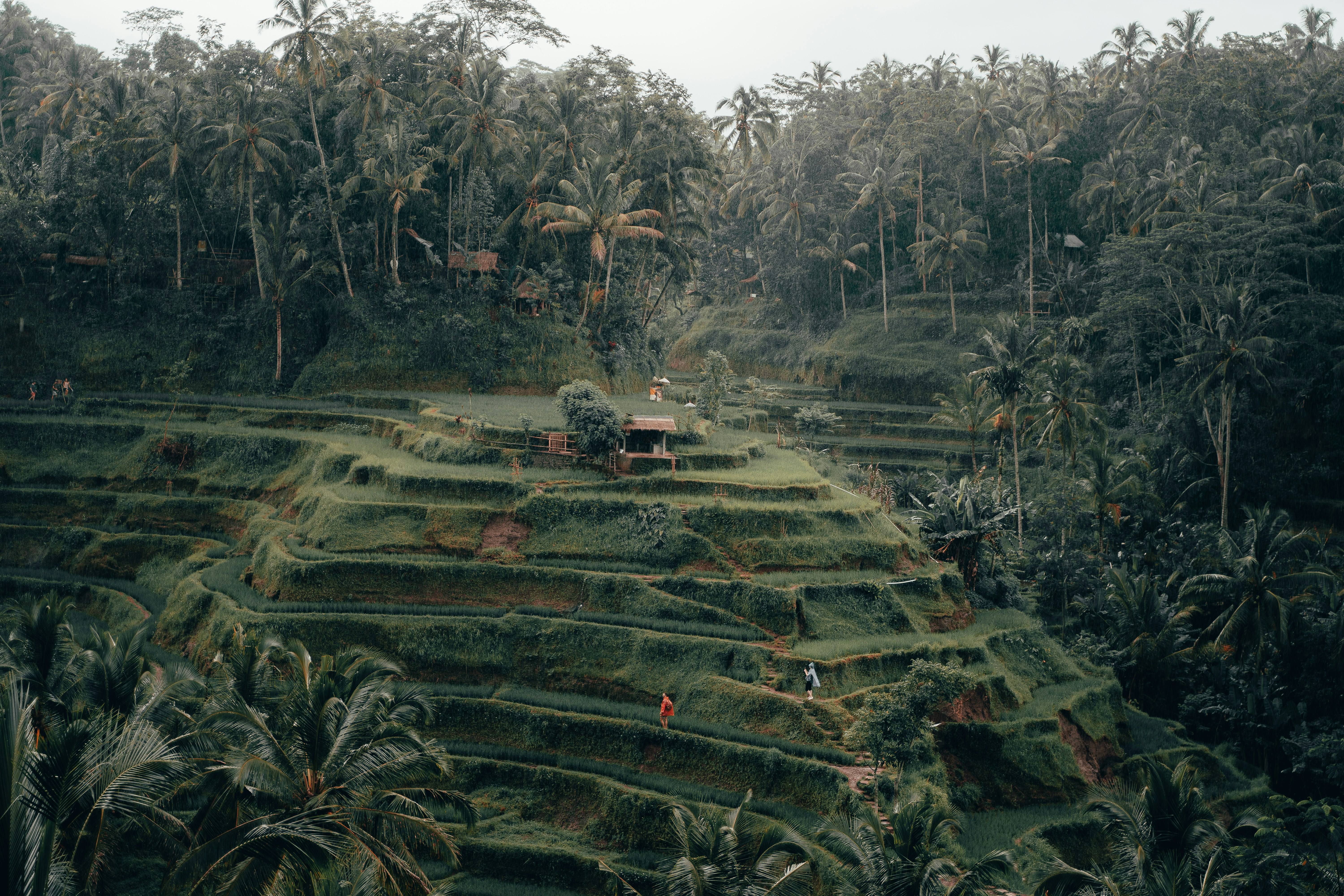 Rice Terrace Fields in Ubud
