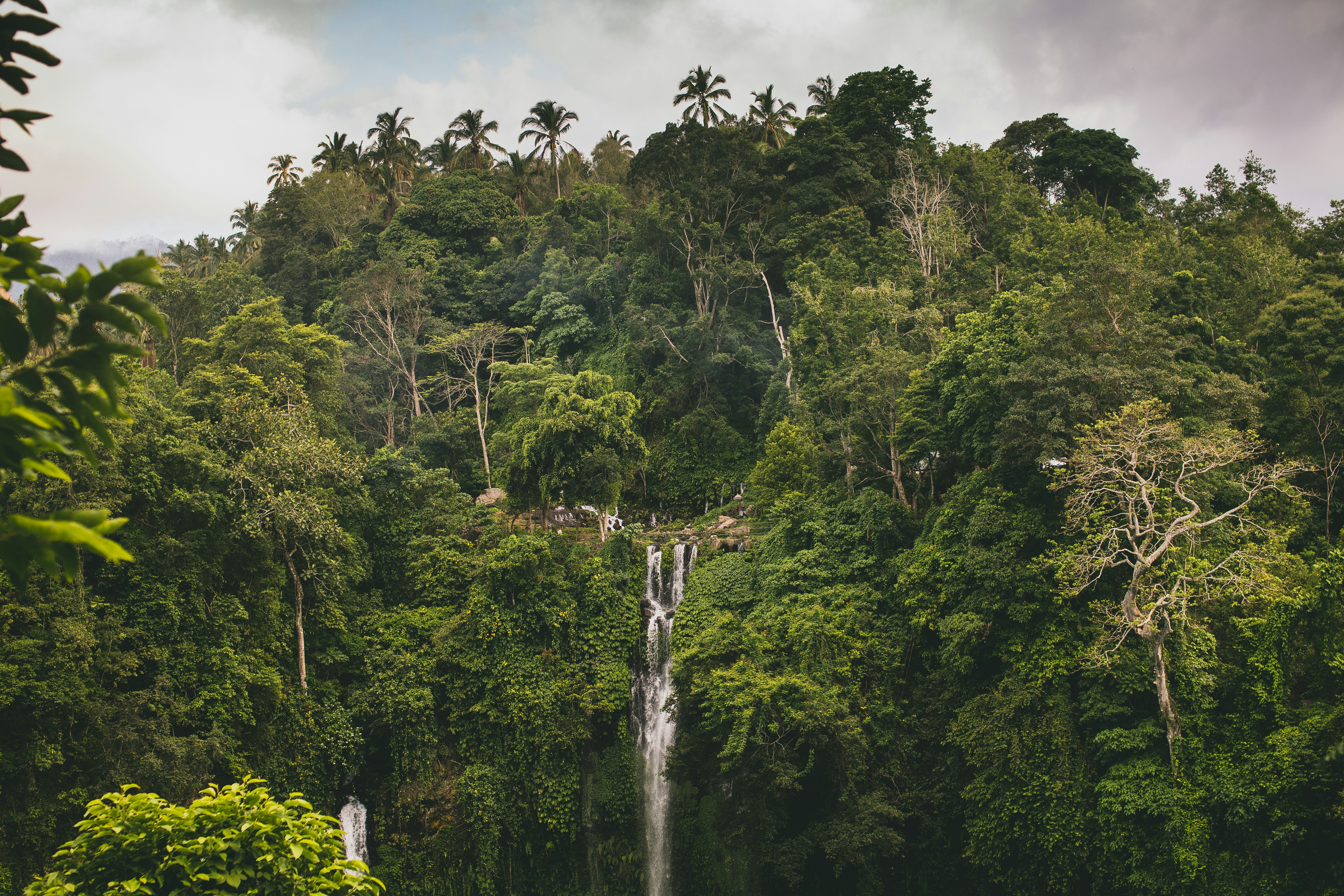 Waterfall in lush green forest in Bali.