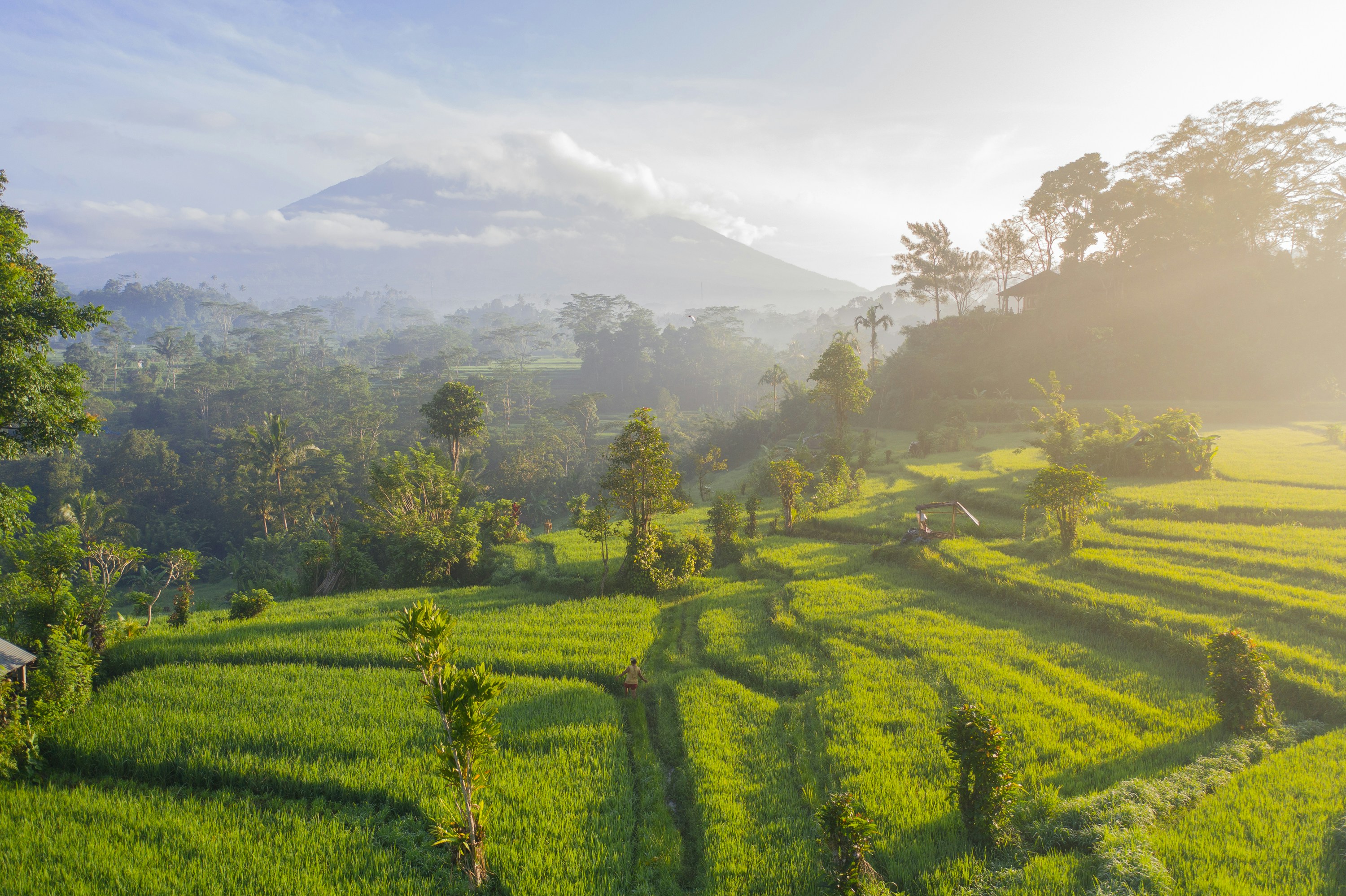 Bali rice terraces with Mount Agung in the background.