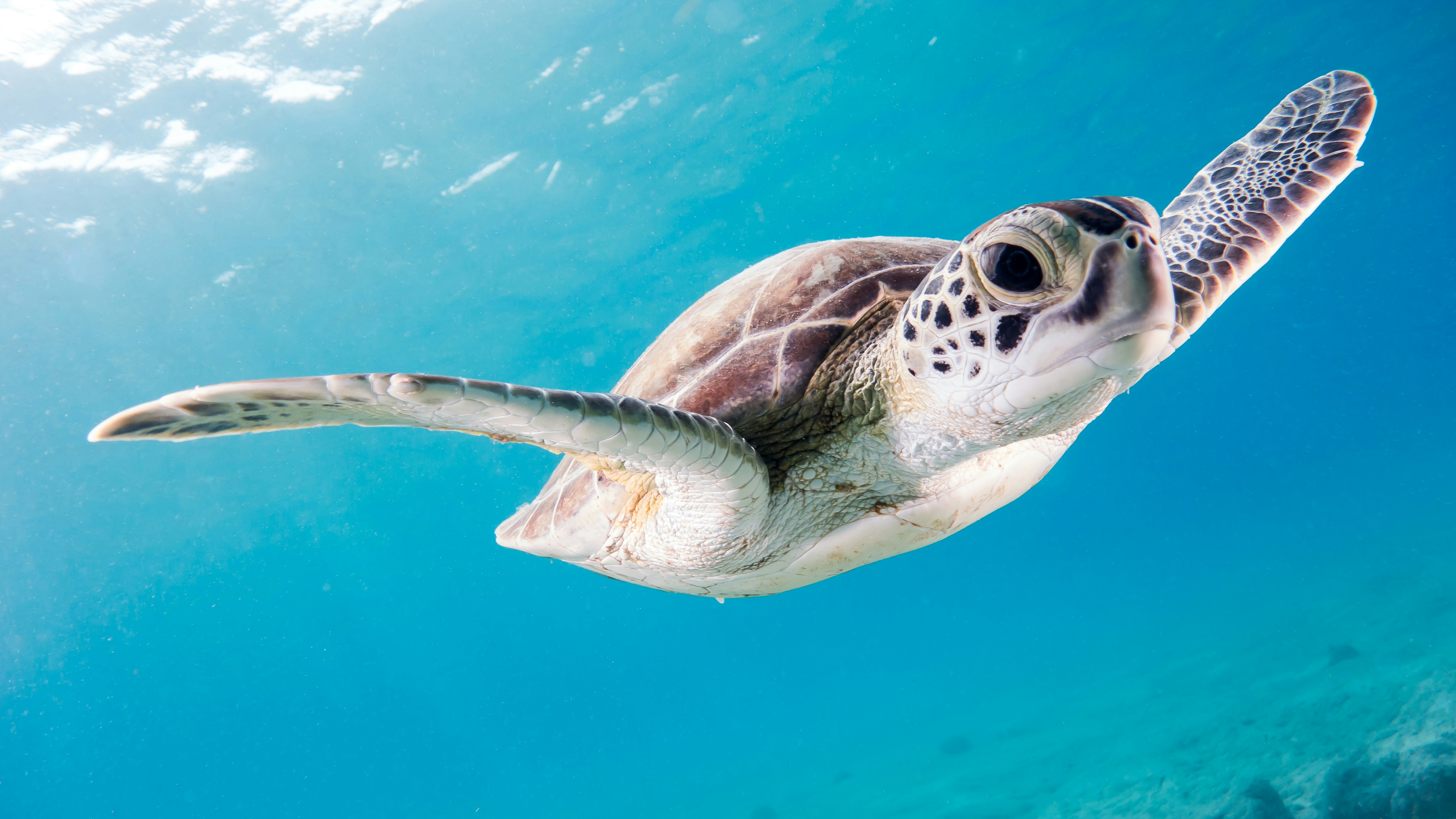 A sea turtle gracefully swimming underwater in clear blue waters, capturing the beauty of marine life in its natural habitat.