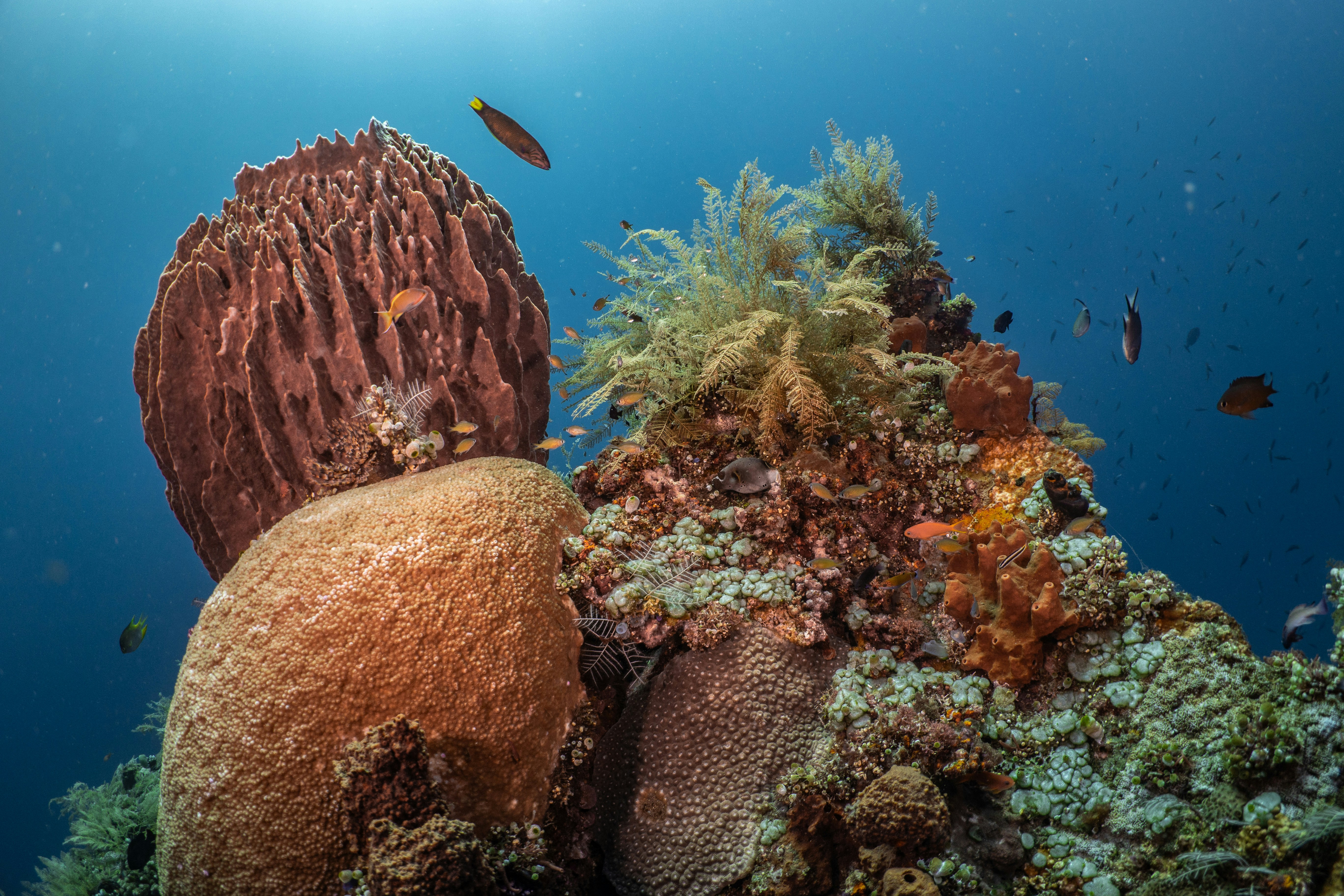Underwater image of vibrant coral reefs with various tropical fish swimming around, showcasing the beauty of marine life
