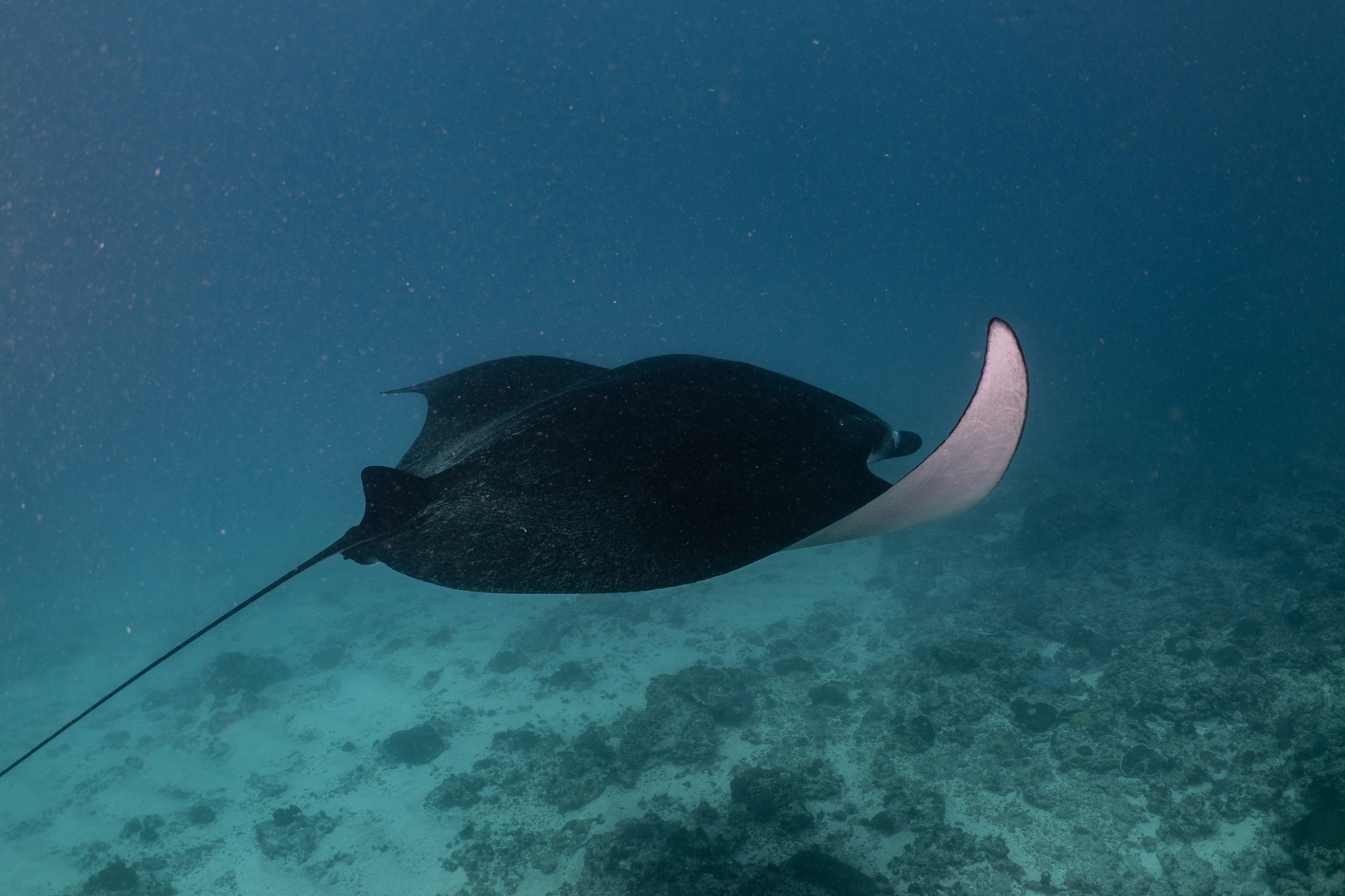 An underwater image of a manta ray gracefully swimming, showcasing its large wings and smooth movement through the water.