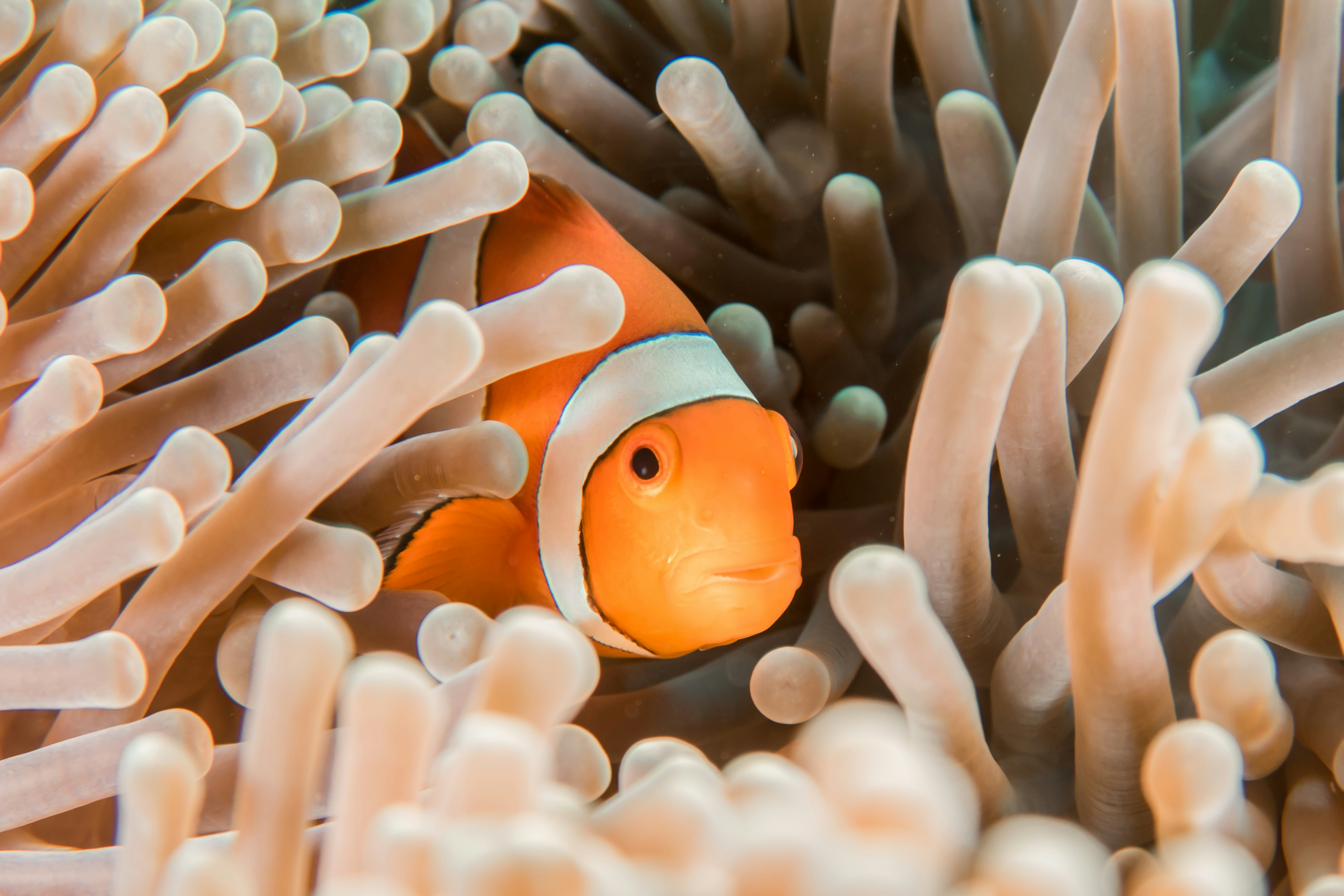 A clownfish swimming among the soft coral anemones, showcasing its vibrant orange color and distinctive white stripes.