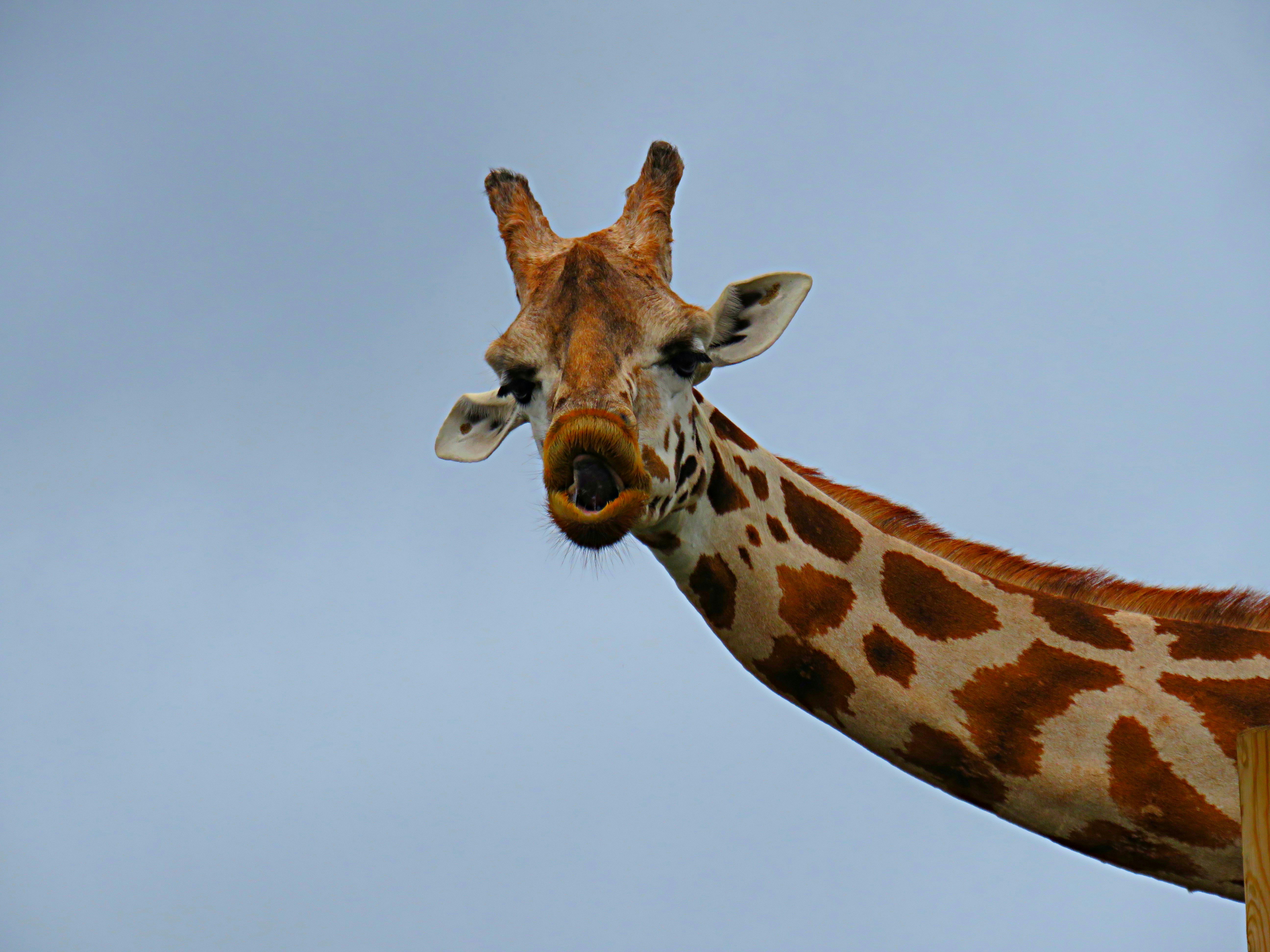 A giraffe with a curious expression at Bali Zoo, showcasing its long neck and unique patterns.