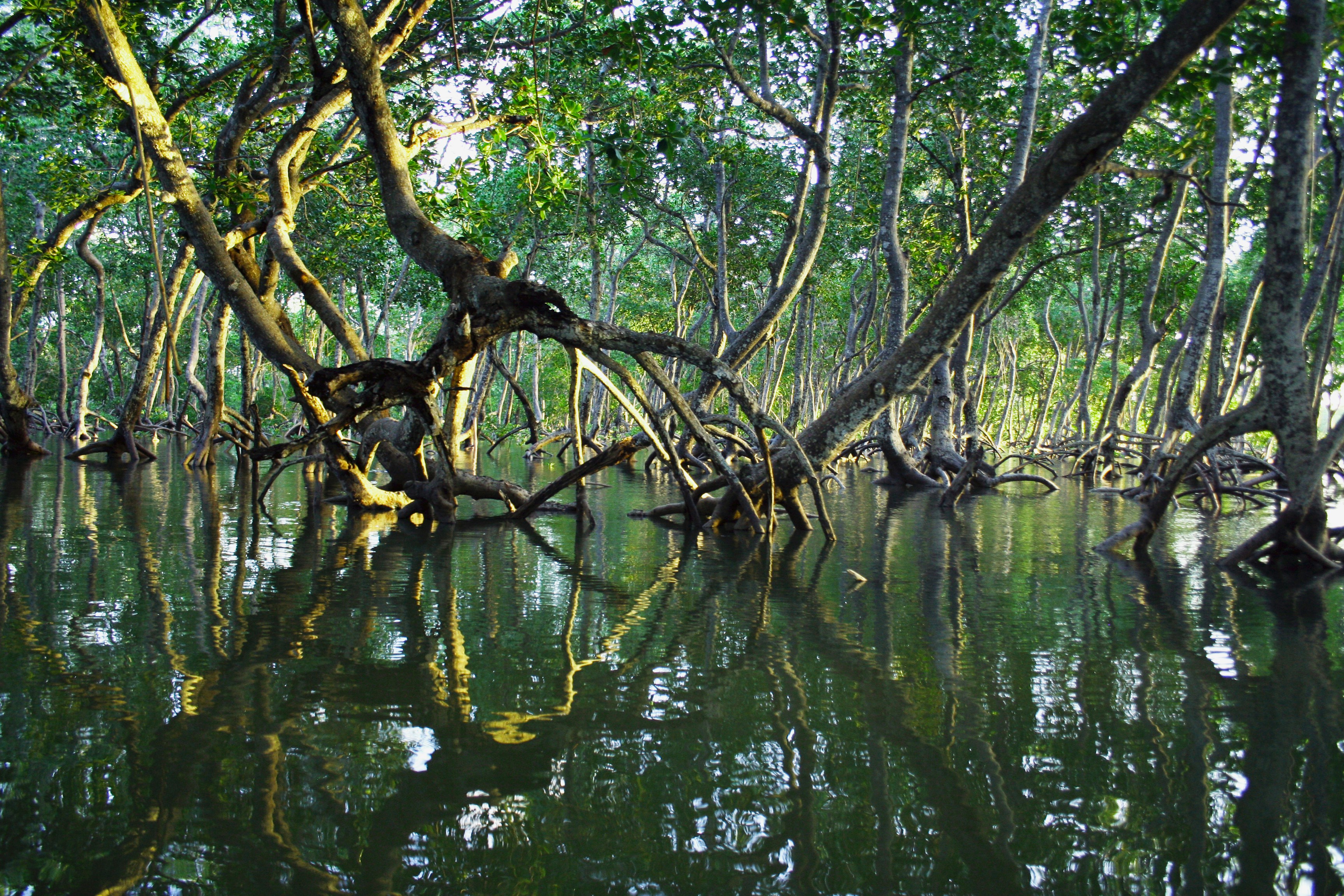 A serene mangrove forest with lush greenery, where the trees’ roots rise above the calm waters, creating a peaceful natural habitat.