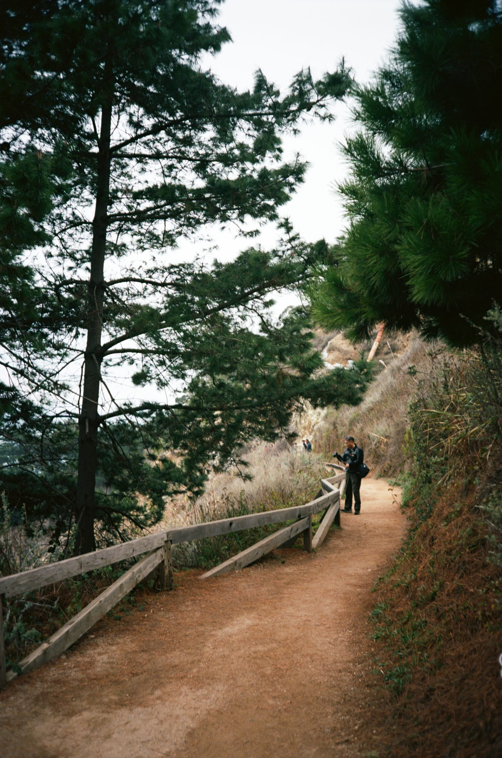 Point Lobos