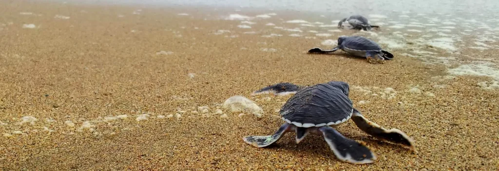 A small turtle hatchling crawling toward the ocean on Sukamade Beach, Indonesia