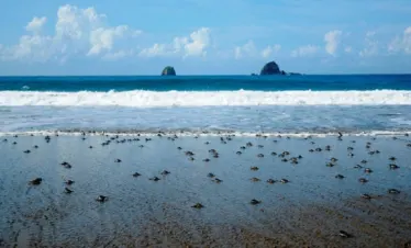 Dozens of baby turtles making their way across the sandy shore towards the ocean at Sukamade Beach, with the clear blue sea and gentle waves in the background.