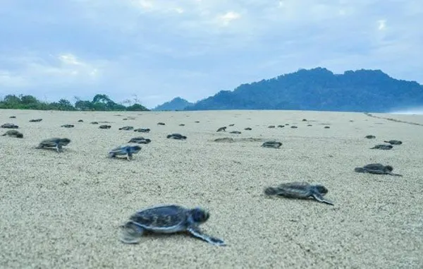 A huddle of newly hatched baby sea turtles crawling across the sand towards the sea at Sukamade Beach, under a soft sky and with the ocean waves gently approaching the shore.