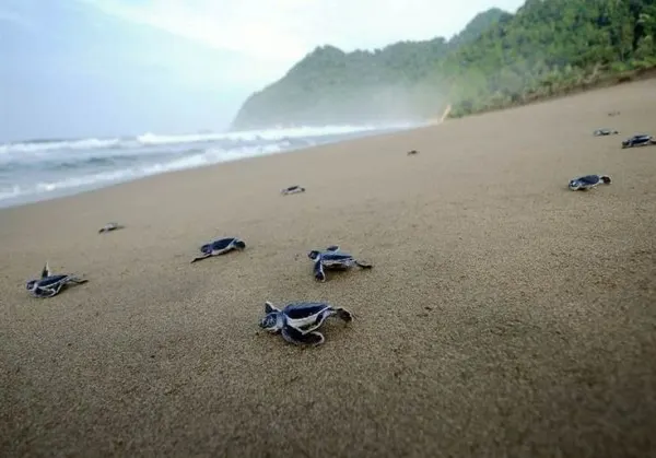 A group of baby turtles making their way from the sandy shore to the ocean at Sukamade Beach, with the gentle waves and clear sky in the background.