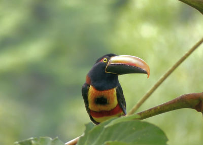 Tucan en un arbol
