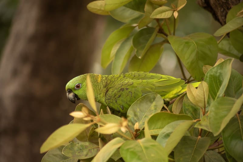 Perico verde