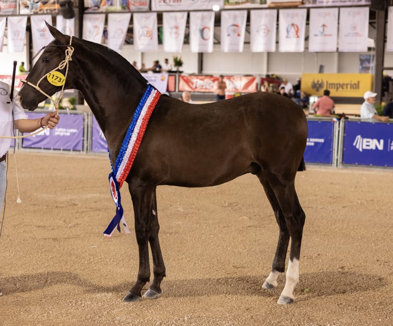 Desfile Caballos