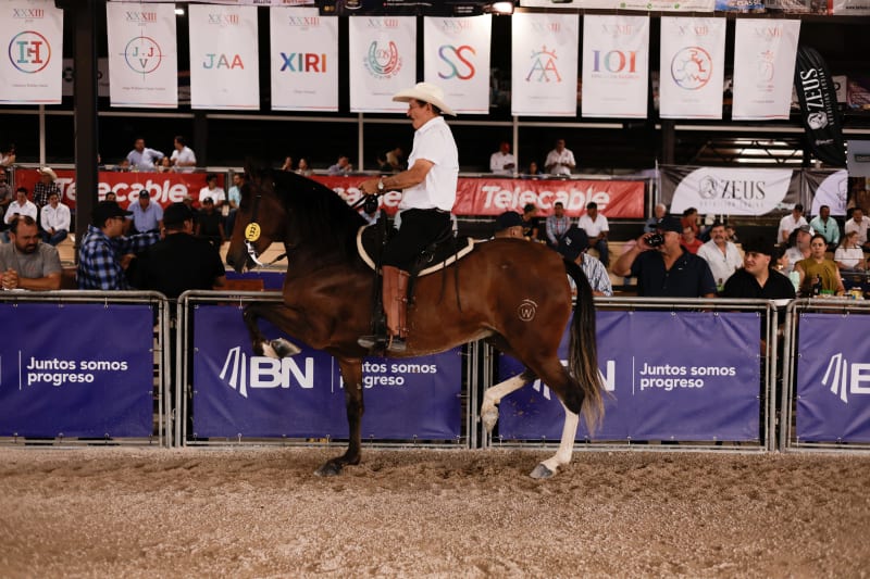 Desfile Caballos