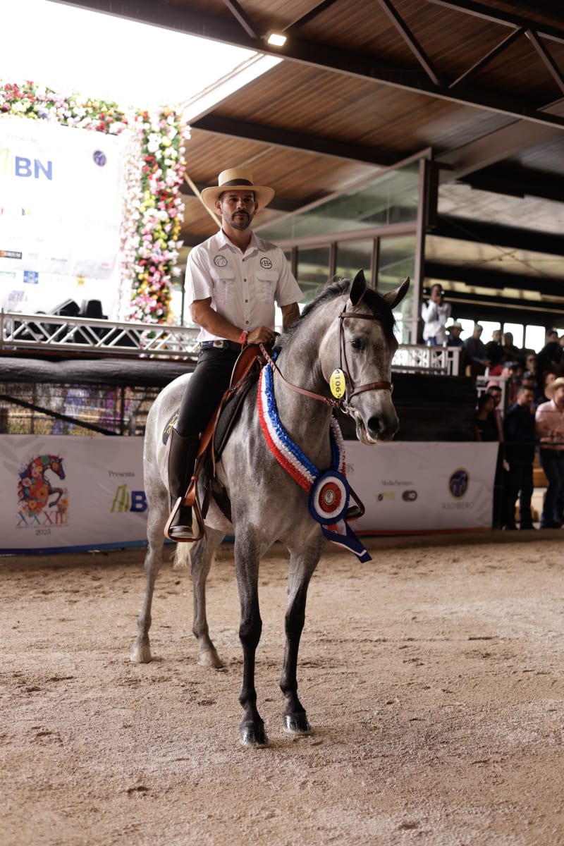 Desfile Caballos