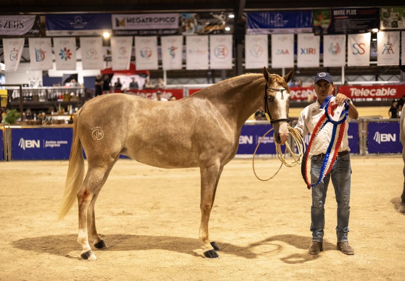 Desfile Caballos