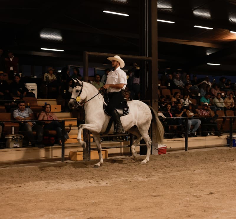 Desfile Caballos