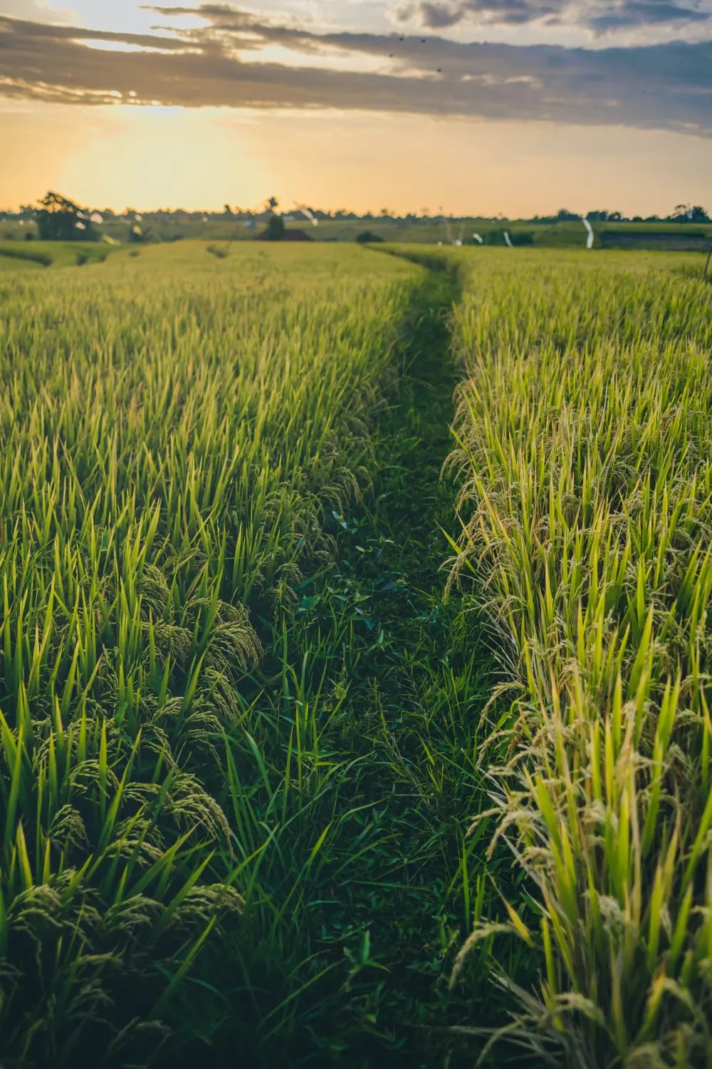 Rice Producers
