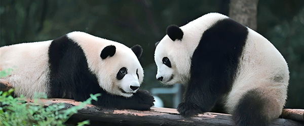 Panda gigante nel centro di ricerca di Chengdu, simbolo della fauna cinese e tappa naturalistica di un viaggio in Cina