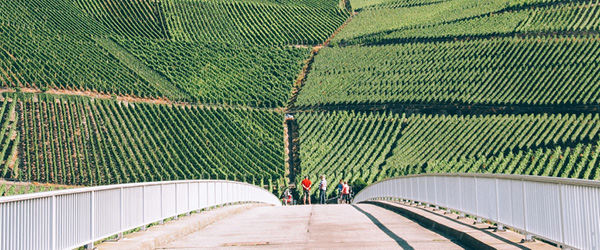 Terrassierte Weinberge entlang der Mosel, Deutschland, in einer grünen Landschaft